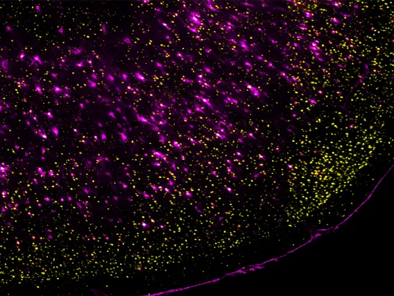 Society for Neuroscience Presentations