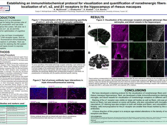 McDermott_SfN2022