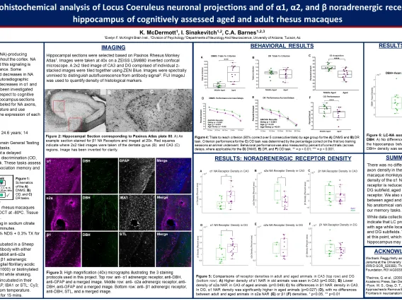 McDermott_SfN2023